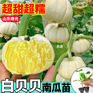 山东高产白贝贝南瓜苗秧种子四季高产板栗绿黄白蜜本老南瓜蔬菜苗