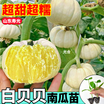 山东高产白贝贝南瓜苗秧种子四季高产板栗绿黄白蜜本老南瓜蔬菜苗