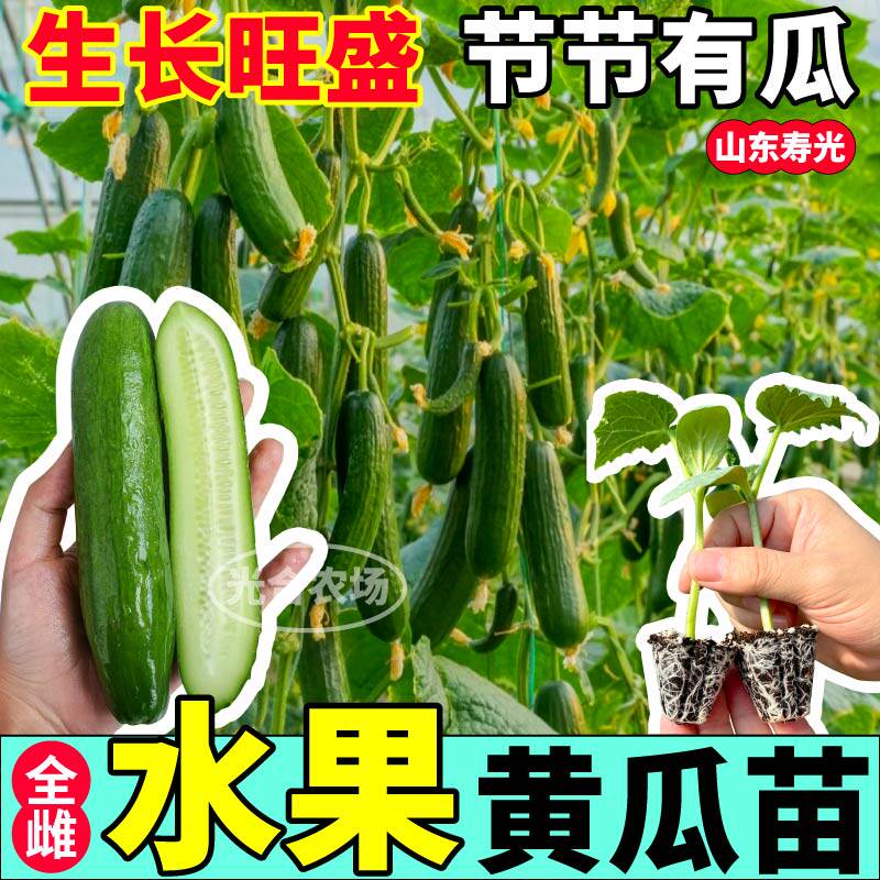 寿光全雌水果黄瓜秧苗种子高产脆嫩旱黄瓜强磁大黄瓜种籽阳台盆栽
