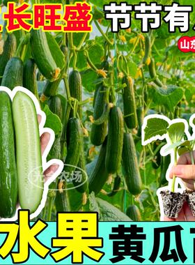 寿光全雌水果黄瓜秧苗种子高产脆嫩旱黄瓜强磁大黄瓜种籽阳台盆栽
