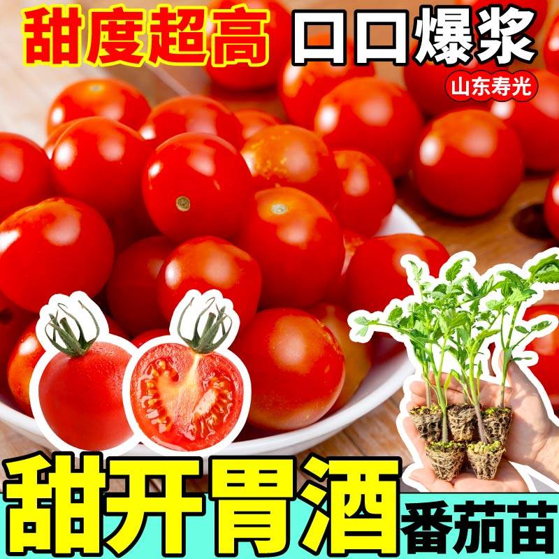 高产串收甜开胃酒番茄苗秧玲珑果纯甜千禧黑珍珠圣女果盆栽西红柿