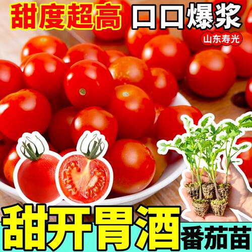 高产串收甜开胃酒番茄苗秧玲珑果纯甜千禧黑珍珠圣女果盆栽西红柿