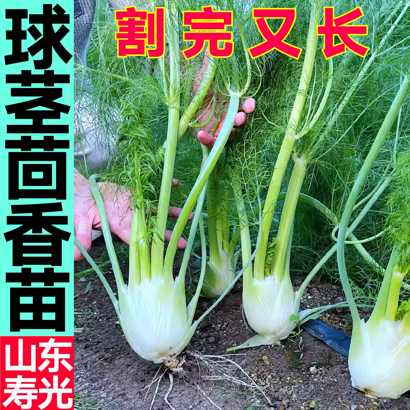 球茎茴香秧苗幼苗多茬采收四季盆栽结球割茬茴香种子多茬采收蔬菜