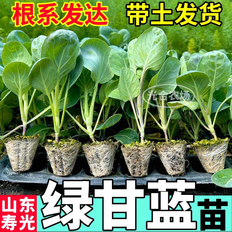 正宗高产绿甘蓝苗秧四季种植绿色紫色包心菜种子盆栽庭院带土球