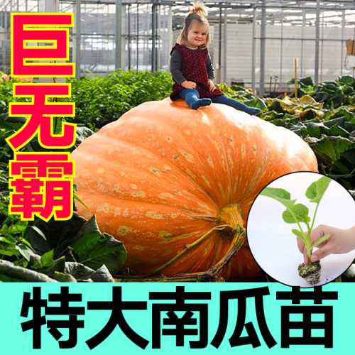 巨无霸特大超大南瓜苗秧种子籽带土球四季阳台庭院盆地栽观赏食用