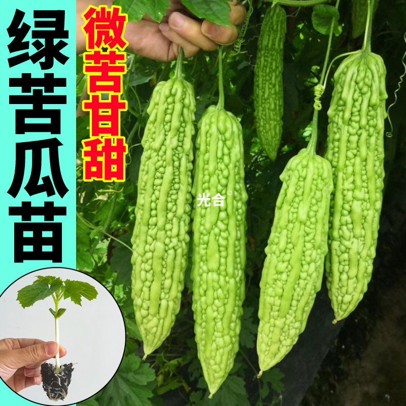 摘不败绿剑苦瓜苗秧四季耐热高产绿珍珠种子苹果金癞瓜苗阳台小院