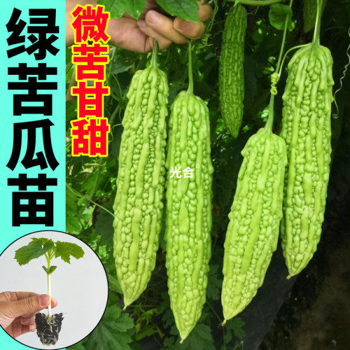 摘不败绿剑苦瓜苗秧四季耐热高产绿珍珠种子苹果金癞瓜苗阳台小院