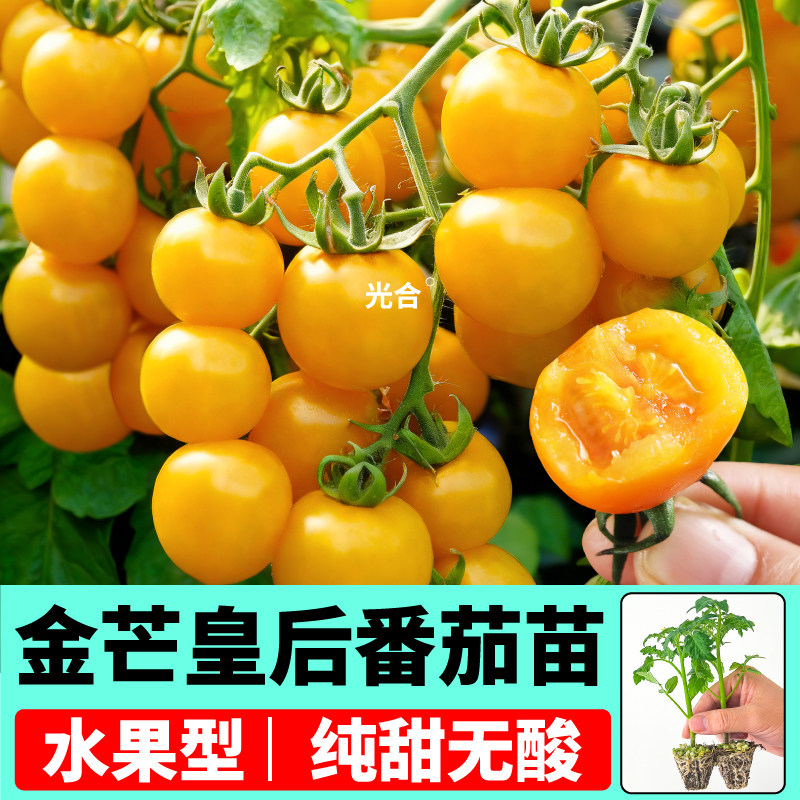 纯甜无酸金芒皇后番茄苗秧寿光金玲珑金豆子圣女果种子盆栽地栽