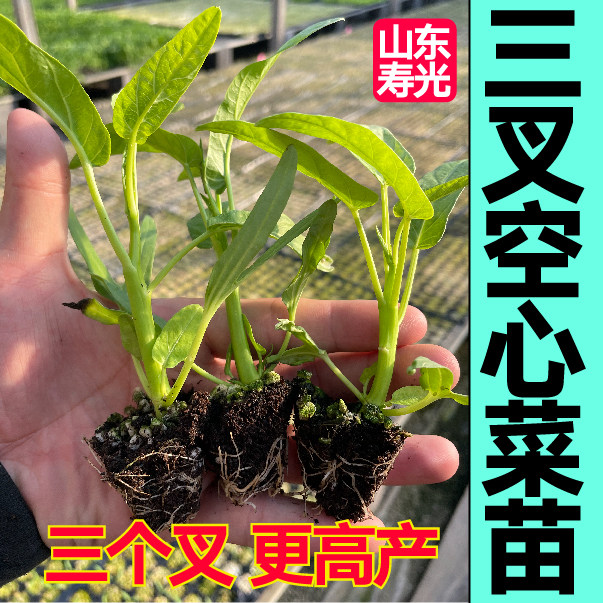山东寿光三叉空心菜秧苗幼苗四季阳台盆栽蔬菜苗柳叶空心菜种子籽