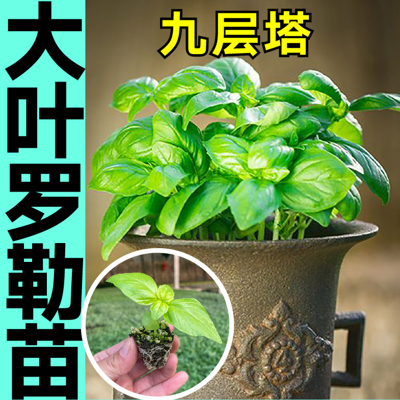 香草之王大叶罗勒苗秧带土球九层塔药食两用紫罗勒种子籽四季盆栽
