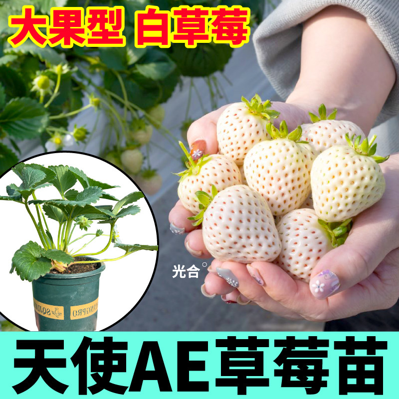 原土原盆天使草莓盆栽苗带土奶油红颜香野草莓苗阳台小院盆栽