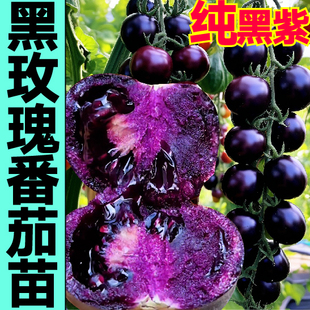山东寿光对版纯黑紫色黑玫瑰番茄苗秧苗四季盆栽黑珍珠圣女果种子