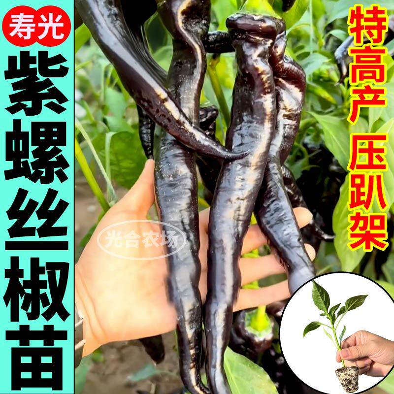大果紫螺丝椒苗秧四季高产香辣黑美人紫妃辣椒种籽阳台小院