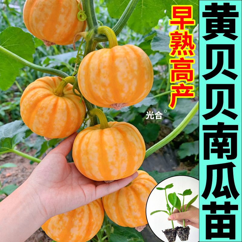 高产黄贝贝南瓜种子秧苗板栗绿黄白贝贝蜜本老南瓜四季蔬菜苗