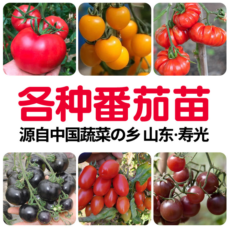 寿光各种番茄秧苗大全樱桃西红柿圣女果春秋四季阳台盆栽田园种植