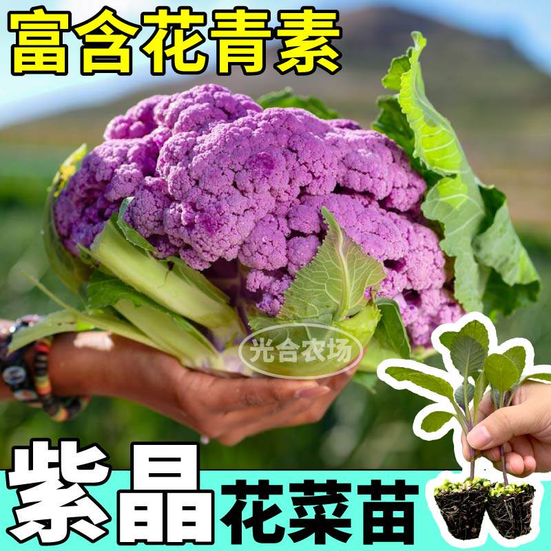 正宗紫晶花菜苗秧耐寒特大花菜球四季阳台盆栽甘蓝松花菜苗种子