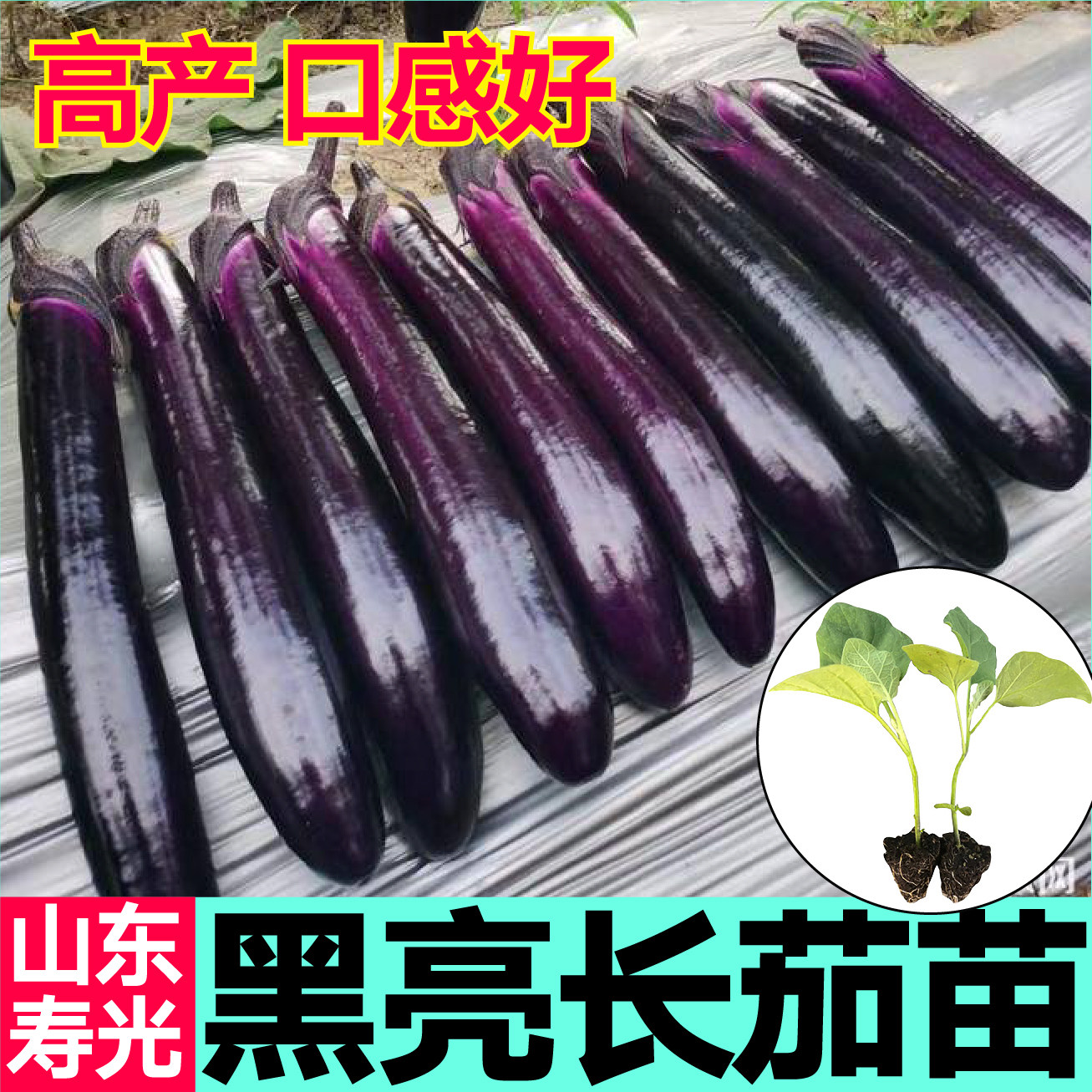 寿光黑亮长茄秧苗幼苗四季盆栽紫把大龙长茄种子黑宝圆茄高产蔬菜