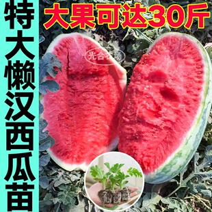 山东寿光高产特大懒汉西瓜秧苗种子早熟香脆麒麟黄小凤四季庭院