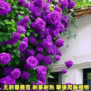 【5棵装】无刺蔷薇花苗攀缘爬藤植物耐寒蔷薇月季四季开耐热花卉
