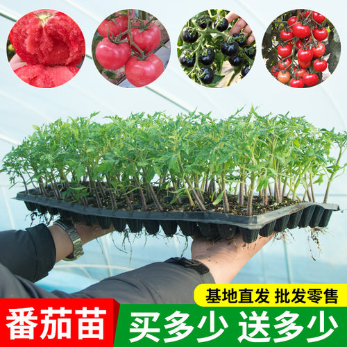 圣女果番茄秧苗草莓番茄苗老品种西红柿各种茄子秧苗四季种植