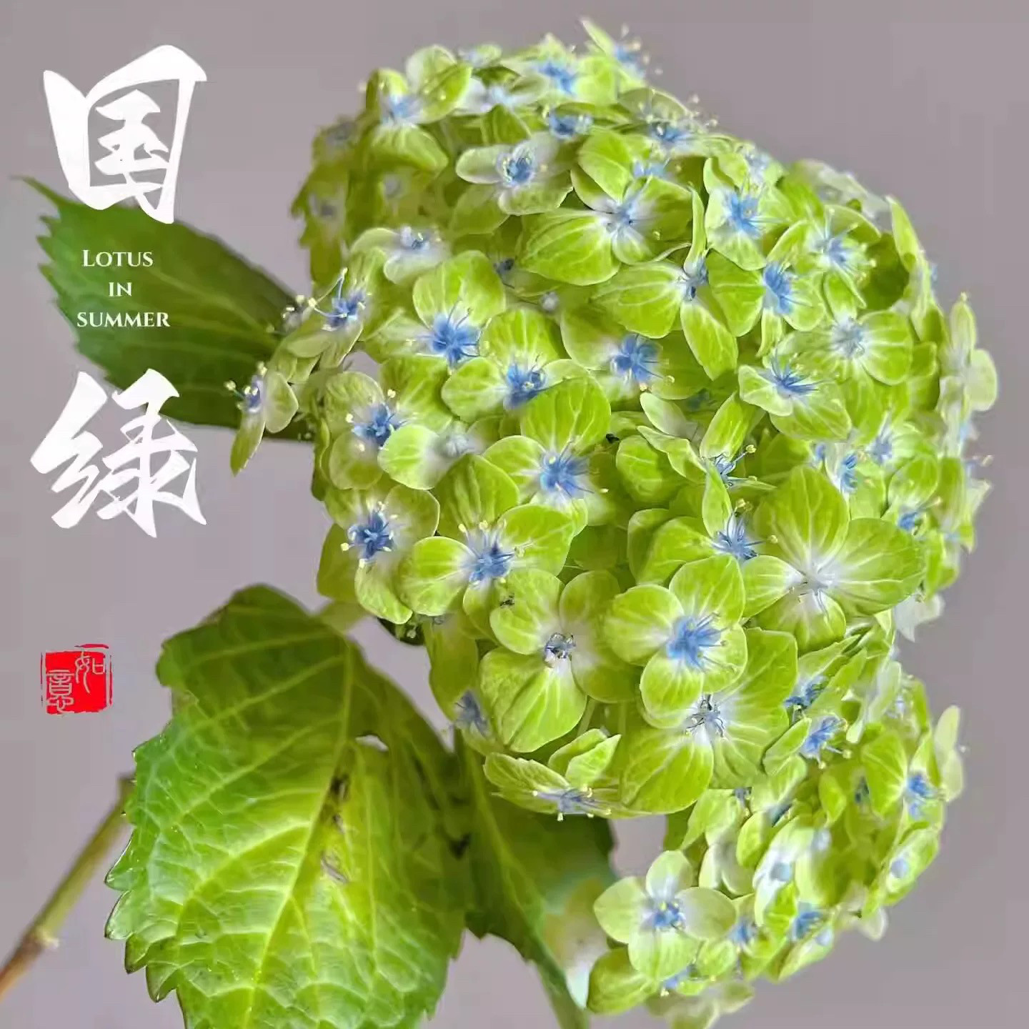 一加仑扦插中苗绣球花苗国绿绣球花苗阳台庭院盆栽地栽