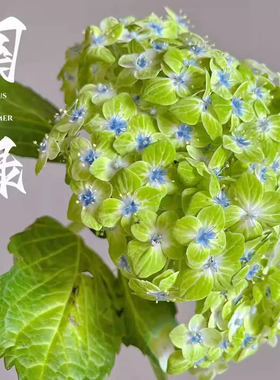 一加仑绣球花苗国绿绣球花苗阳台庭院盆栽地栽小苗