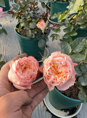 一加仑扦插中苗米奇花苗原土原盆发货