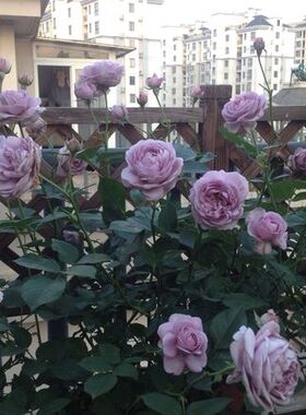 经典新款欧月进口月季品种 蓝色风暴 盆栽地栽绿色花卉掌柜推荐