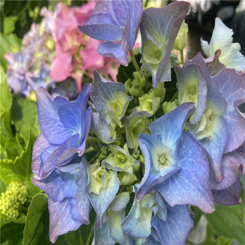 大花瓣大海蓝绣球花苗重复开会易爆盆阳台庭院绿植盆栽带土发货