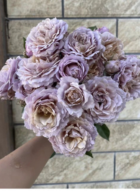 复古色系 锁清秋 多头丰花 耐热抗病阳台庭院盆栽地栽带土发货