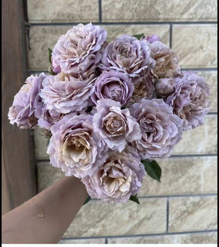 复古色系 锁清秋 多头丰花 耐热抗病阳台庭院盆栽地栽带土发货