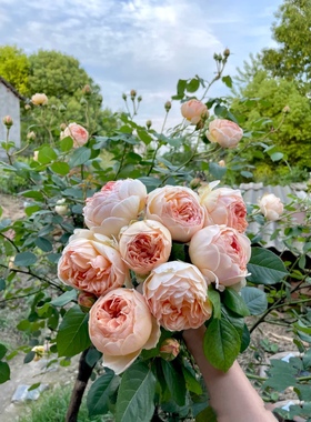 奥斯汀月季 无名的裘德\朦胧的朱迪 灌木月季盆栽 大花包子 浓香