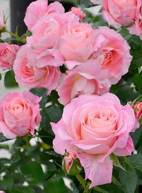 海神王月季扦插小苗四季开花丰花多头大花阳台庭院楼顶开花