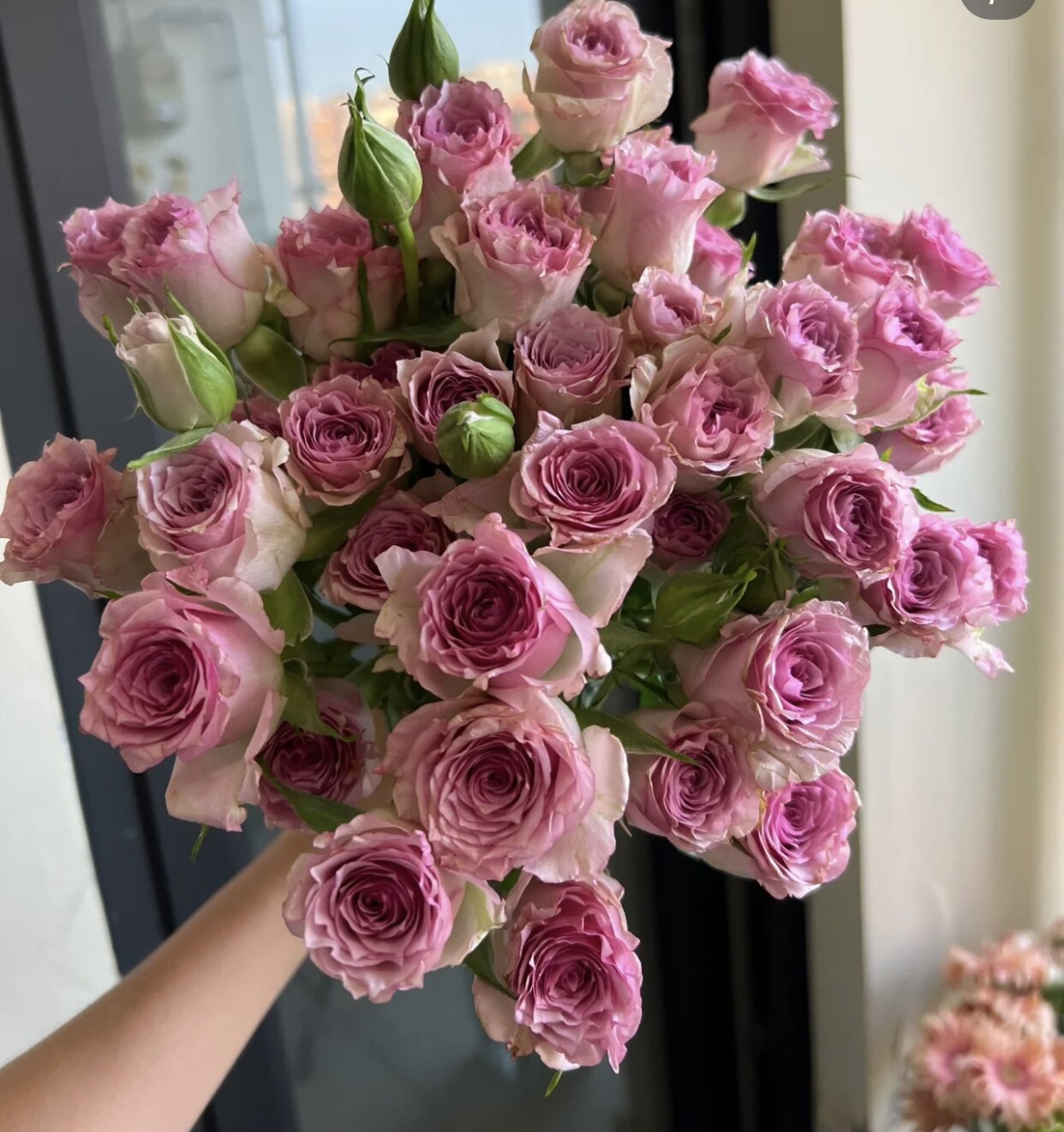 一加仑扦插钻石雨