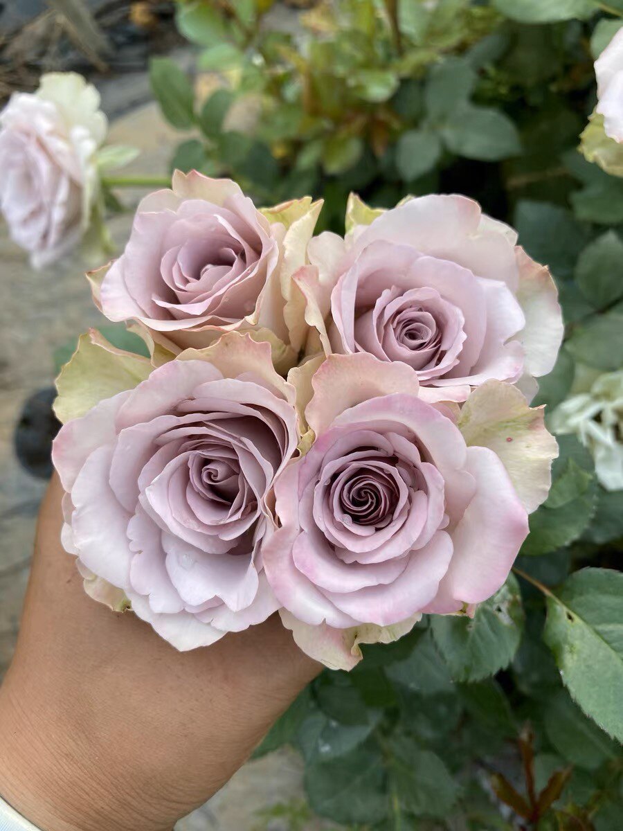 新品往事干杯 直立性好花瓣厚实阳台庭院盆栽地栽小苗带土发货