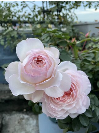 一加仑波莱罗浓香月季原盆原土发货