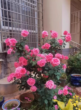 一加仑扦插中苗粉扇原土原盆发发货