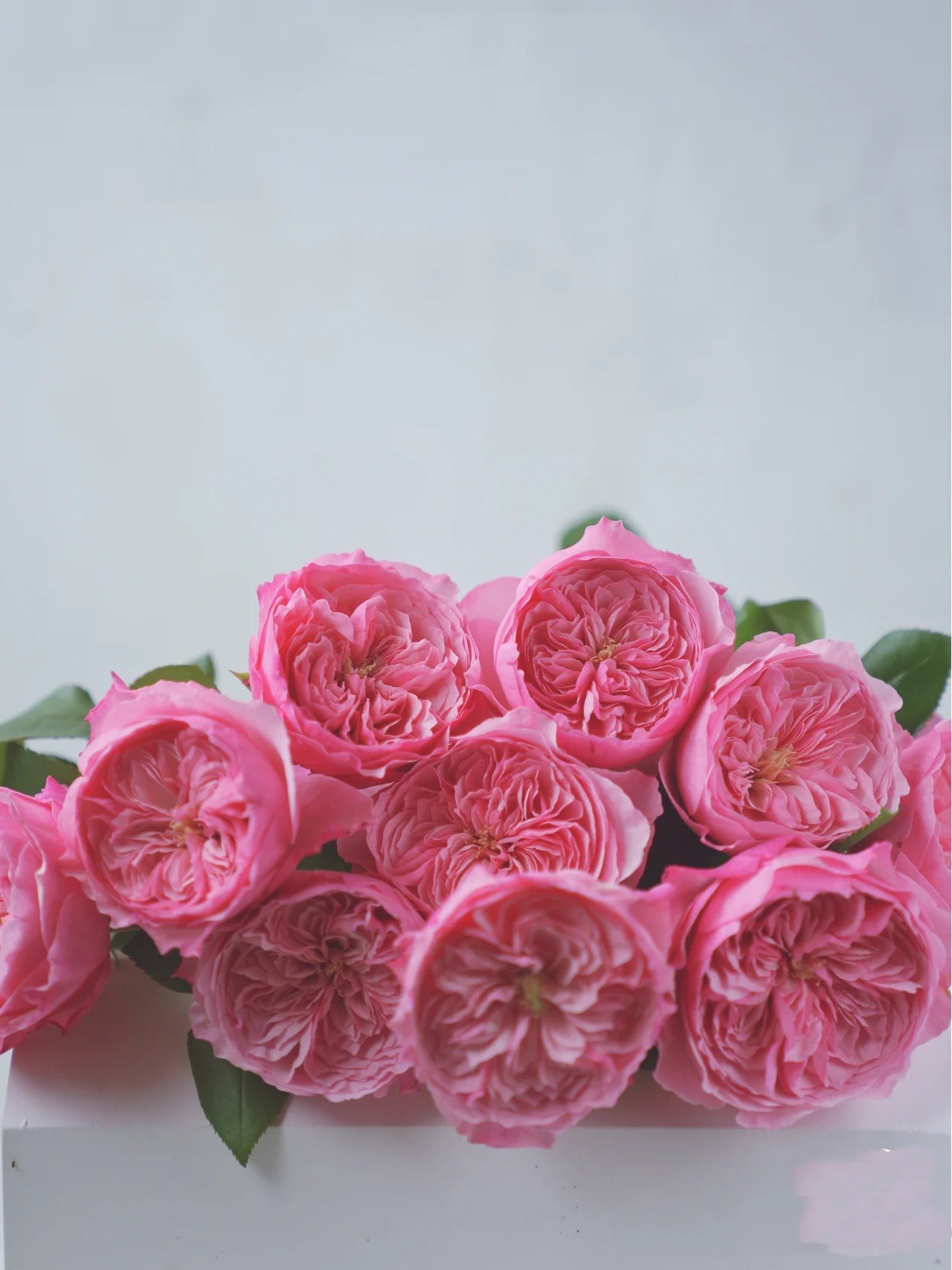 凯丽 浓香灌木切花扦插月季花苗阳台庭院盆栽多季节勤花小苗,鲜花速递/花卉仿真/绿植园艺,月季/蔷薇/玫瑰,淘宝优惠券,粉丝福利购,淘宝优惠卷