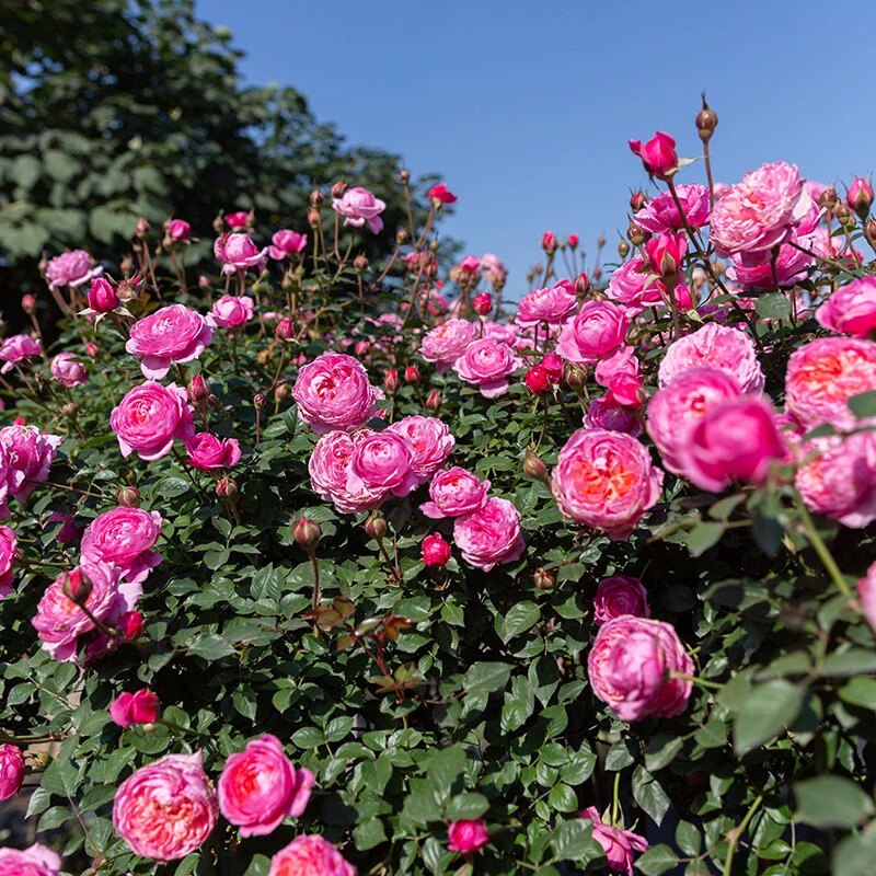 一加仑 微月铃之妖精 开花机器 原盆原土发货
