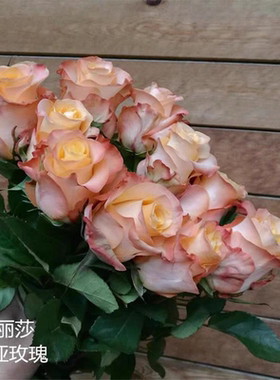 一加仑扦插中苗油画蒙娜丽莎原土原盆发发货