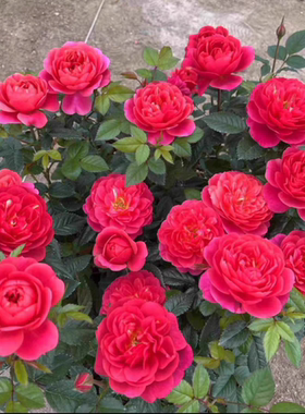 一加仑扦插中苗红色果汁原土原盆发货包邮阳台庭院盆栽地栽绿植