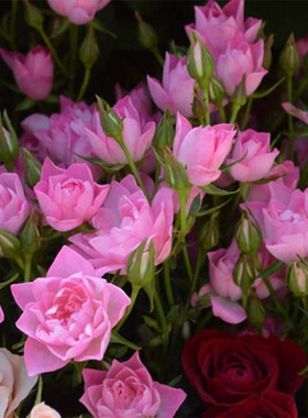 一加仑 天荷繁星 微月 原盆原土发货