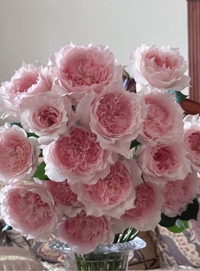 莫妮卡戴维 灌木月季 美人尖花瓣 抗病耐热阳台庭院勤花丰花月季