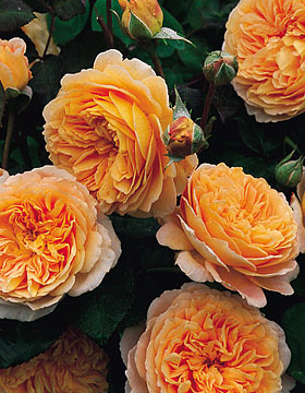 玛格丽特新款王妃月季庭院阳台花卉观花植物室内玫瑰花苗盆栽