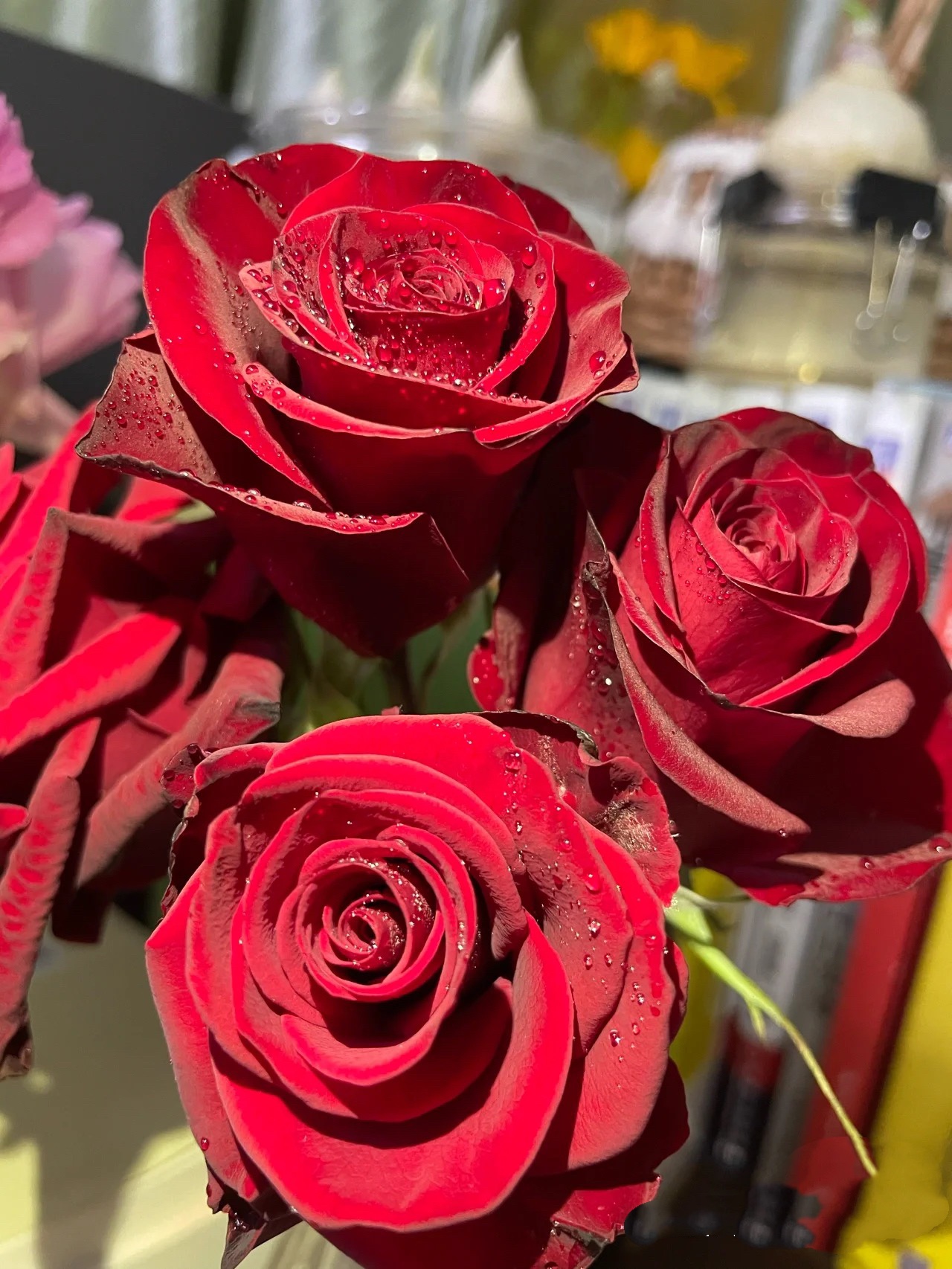 一加仑 高原红 原盆原土发货