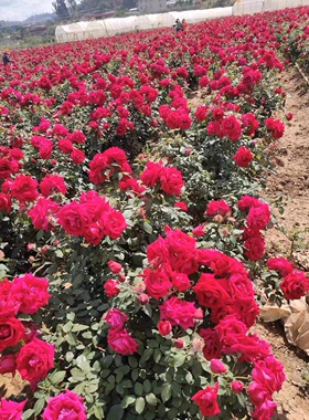 食用玫瑰 墨红 浓香大花 盆栽地栽带土发货