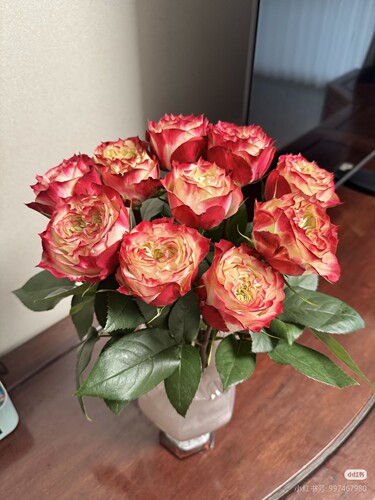 扦插小苗苹果杰克玫瑰花苗阳台庭院盆栽地栽好养活带土发货包对版