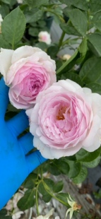 一加仑维萨里扦插中苗