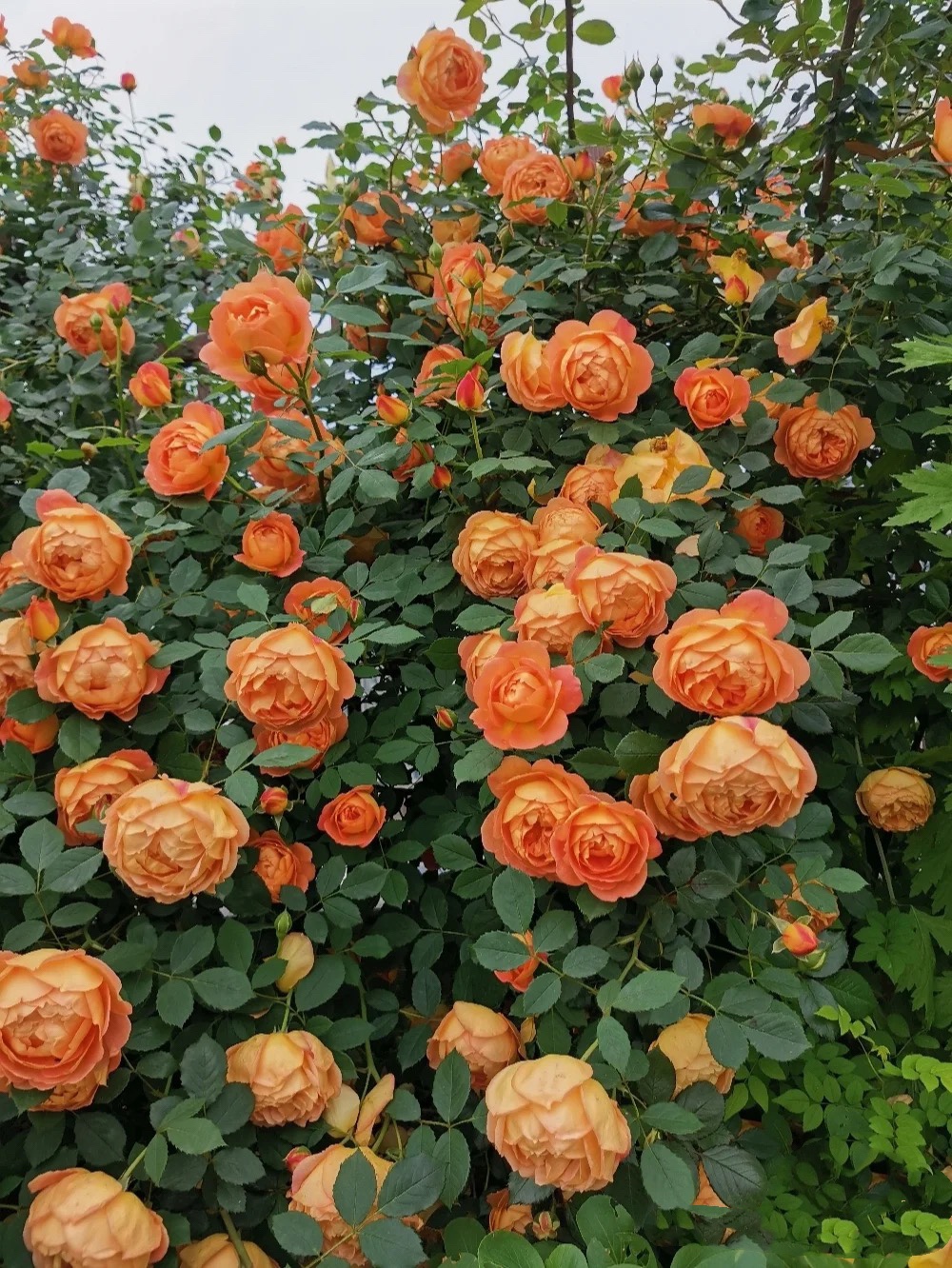 夏洛特夫人月季花苗 重瓣藤本庭院阳台爬藤蔷薇植物多季开花绿植