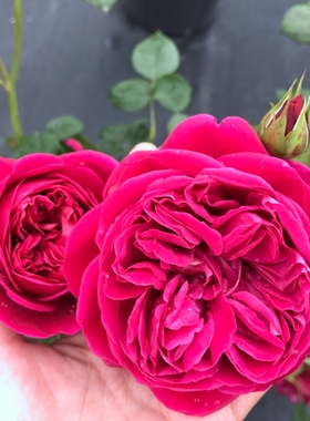 系列新款伊芙酒窖月季花苗强香包子盆栽花卉直立丰花掌柜推荐